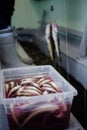 Plastic Tray full Tomcod in Bloody water.