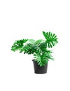 Plastic tree philodendron xanadu ornamental plants and green leaves jagged edge beautiful in pots black on white background Royalty Free Stock Photo