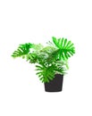 Plastic tree philodendron xanadu ornamental plants and green leaves jagged edge beautiful in pots black on white background Royalty Free Stock Photo