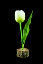 Plastic tulip flowers isolated black background Royalty Free Stock Photo