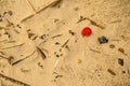 Plastic waste on a beach,, red lid Royalty Free Stock Photo
