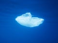 Plastic bag floating underwater at the ocean Royalty Free Stock Photo