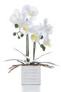 Plastic white orchid flower in pot