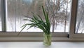 On the plastic windowsill near the sliding window there is a glass jar with water, and there are green onion feathers in it. Outsi Royalty Free Stock Photo