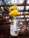 Plastic yellow flower in grass bottle Royalty Free Stock Photo