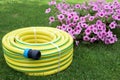 Plastic yellow rolled up hose pipe with connector on the grass and flowers Royalty Free Stock Photo