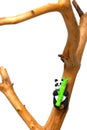 Plasticine panda with bamboo hangs on a branch Royalty Free Stock Photo