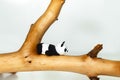 Plasticine panda hangs on a branch Royalty Free Stock Photo
