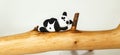 Plasticine panda hangs on a branch Royalty Free Stock Photo