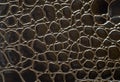 Plasticized reptile leather texture. Royalty Free Stock Photo
