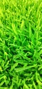 plat grass