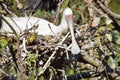 Platalea Alba Exotic Big Birds White in the Nest Stock Photo