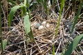 Platalea leucorodia ( eurasian spoonbill ) nest wi