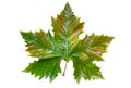 Platan autumn green wet leaf Royalty Free Stock Photo
