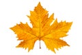 Platan autumn yellow leaf Royalty Free Stock Photo