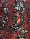 Platan bark with lichen