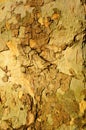 Platan bark with sidelight Royalty Free Stock Photo