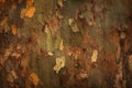 Platan tree bark background