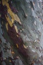 Platan tree bark Royalty Free Stock Photo