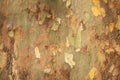 Platan tree bark texture