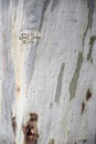 Platan tree bark