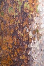 Platan tree bark texture Royalty Free Stock Photo