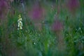 Platanthera bifolia flowering European terrestrial wild orchid, nature habitat, detail of bloom with green clear background, Czech