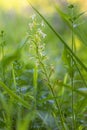 Platanthera bifolia - white flowers of a wild orchid growing in the shade at the edge of the forest under deciduous trees