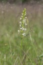 Platanthera bifolia white wild lesser butterfly-orchid flowers in bloom, beautiful meadow flowering orchids plants
