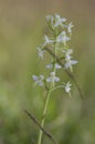 Platanthera bifolia white wild lesser butterfly-orchid flowers in bloom, beautiful meadow flowering orchids plants