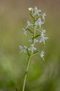 Platanthera bifolia white wild lesser butterfly-orchid flowers in bloom beautiful meadow flowering orchids plants