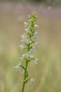 Platanthera bifolia white wild lesser butterfly-orchid flowers in bloom, beautiful meadow flowering orchids plants