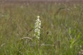 Platanthera bifolia white wild lesser butterfly-orchid flowers in bloom, beautiful meadow flowering orchids plants