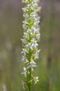 Platanthera bifolia white wild lesser butterfly-orchid flowers in bloom, beautiful meadow flowering orchids plants