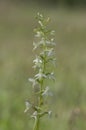 Platanthera bifolia white wild lesser butterfly-orchid flowers in bloom, beautiful meadow flowering orchids plants