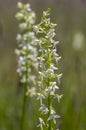 Platanthera bifolia white wild lesser butterfly-orchid flowers in bloom, beautiful meadow flowering orchids plants