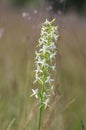 Platanthera bifolia white wild lesser butterfly-orchid flowers in bloom, beautiful meadow flowering orchids plants