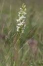 Platanthera bifolia white wild lesser butterfly-orchid flowers in bloom, beautiful meadow flowering orchids plants