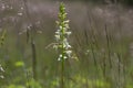 Platanthera bifolia white wild lesser butterfly-orchid flowers in bloom, beautiful meadow flowering orchids plants