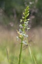 Platanthera bifolia white wild lesser butterfly-orchid flowers in bloom, beautiful meadow flowering orchids plants