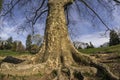 Platanus acerifolia, London plane tree