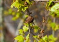 Platanus dry fruit