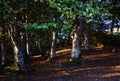 Platanus forest near Krushevo Royalty Free Stock Photo