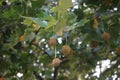 Platanus hispanica with fruits grows in September. Berlin, Germany Royalty Free Stock Photo