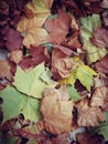 Platanus leaves fall to the ground