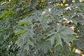 Platanus maple Charles Joly Acer platanoides `Charles Joly`. Branch with leaves