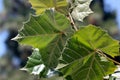 Platanus occidentalis, American sycamore, American planetree