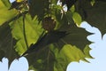 Platanus occidentalis, American sycamore, American planetree,