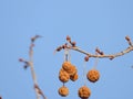 Platanus occidentalis