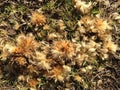 Platanus Occidentalis (Sycamore) Tree Seeds on Ground.